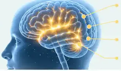 Illustration of brain and nervous system activity